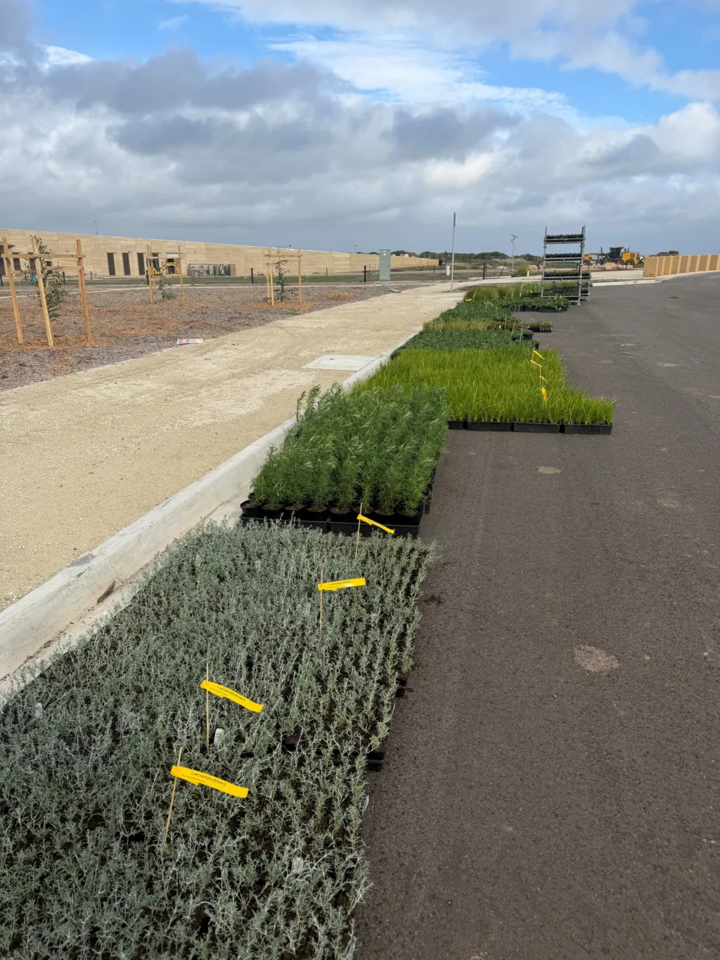 Trays of native seedlings lined up along a newly built path, ready for planting, with staked young trees and the visitor centre construction site in the background